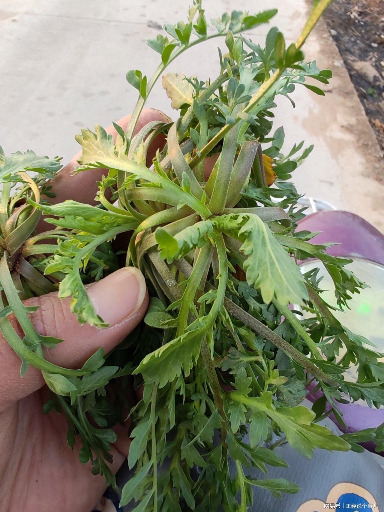 开云官方网站-黄金价格跌破1000元！看来这茬儿韭菜，是到收割的时候了？
